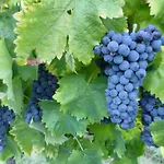 Casarciccia